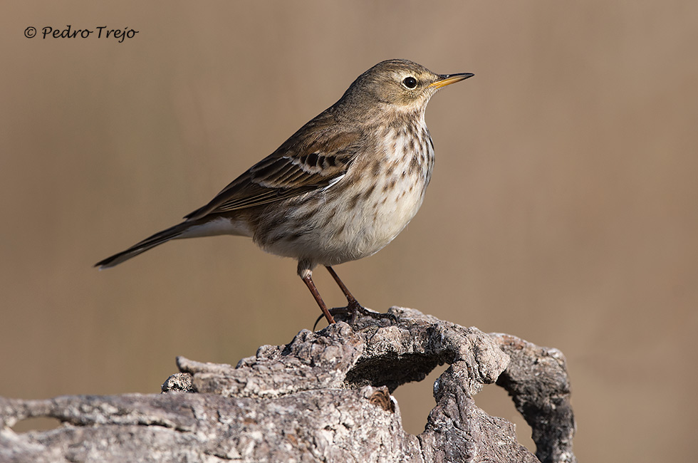 Bisbia alpino (Anthus spinoletta)